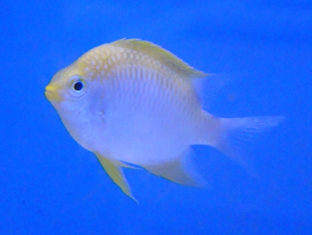  Pomacentrus lepidogenys (Scaly Damselfish)